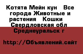 Котята Мейн кун - Все города Животные и растения » Кошки   . Свердловская обл.,Среднеуральск г.